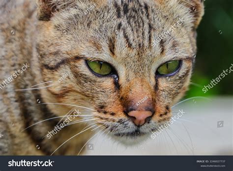 Cats Felis Catus Felis Silvestris Catus Stock Photo 2246027737