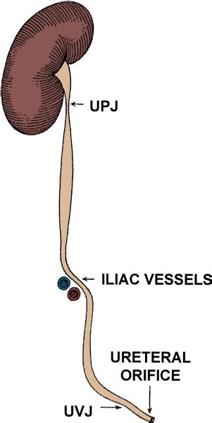 ureter anatomy- with illustrations ~ Urology Notes 2012