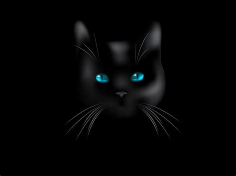 Black Cats With Blue Eyes Wallpapers