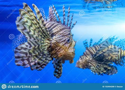 Pair Of Dangerous Lionfish Zebra Fish In Sea Water Stock Photo Image