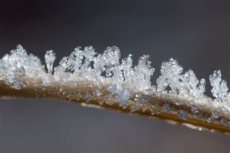 Kostenlose Foto Winter Frost Eis Makro Kleidung Schmuck Tiara