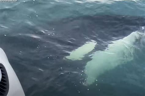 Shocking Video Shows Killer Whale Chasing Otter Onto A Boat