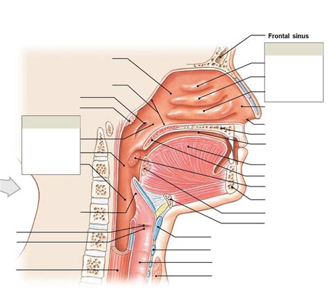 Nasal Cavity Pharynx Larynx Diagram Quizlet The Best Porn Website
