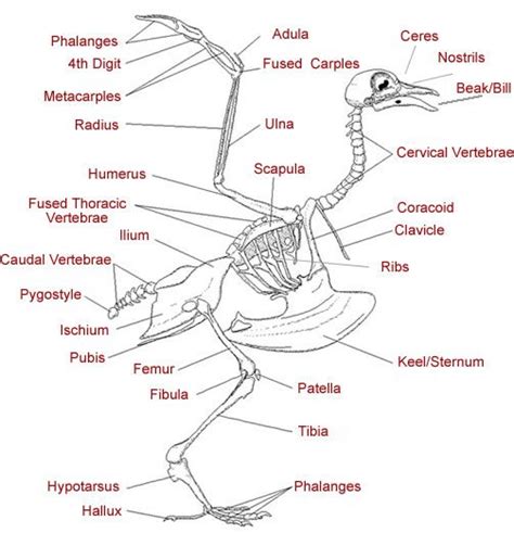 Bird Anatomy Skeletal Picture Of Birds Anatomy