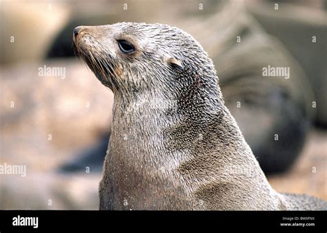 South African Fur Seal Namibia Africa Cross Cape Seal Head Detail