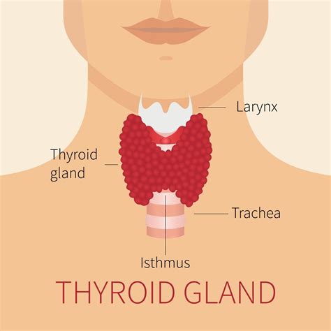 Thyroid Ultrasound And Goiter In Thyroid Disease Faqs