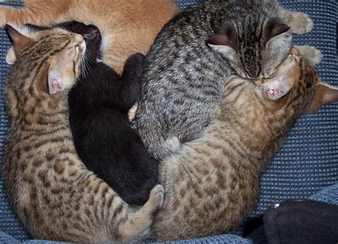Bengal Bobtail Cross Kittens For Sale For Sale Adoption From Orland