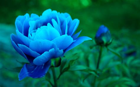 Download Blue Flower Close Up Flower Nature Peony Hd Wallpaper