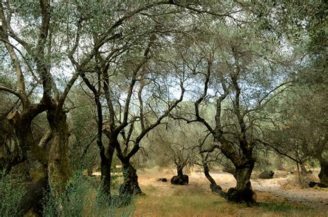 Olive Grove Near Potamida The Wild West Of Crete Pictures Greece