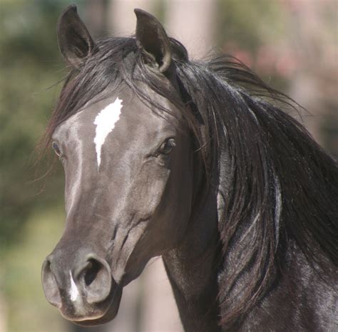 Arabian Horse Breed Information History Videos Pictures