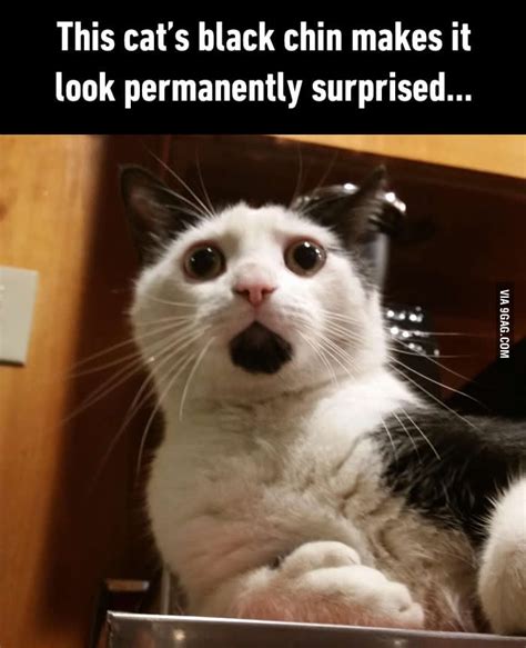 Surprised Cat 9gag
