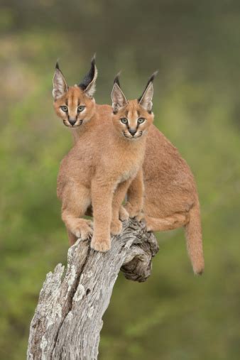 Caracal Pictures Download Free Images On Unsplash