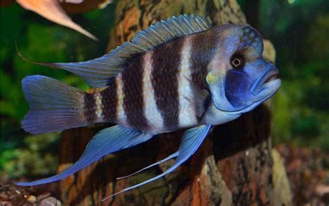 Frontosa Cichlid Info With Care Details And Pictures