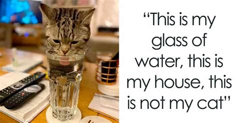 50 Hilarious My House Not My Cat Pictures All The Best Pics