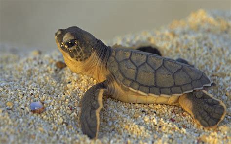 Cute Turtle Wallpaper 59 Images