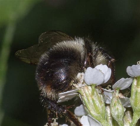 Half Black Bumble Bee Bombus Vagans Bombus Bugguidenet