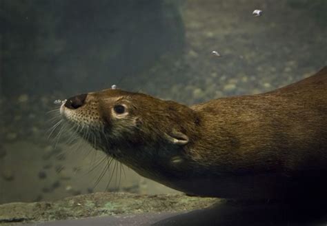 We did not find results for: image description | Otters, Sea otter, River otter