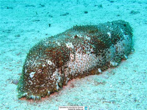 Astichopus Multifidus Furry Sea Cucumber Fissured Sea Cucumber