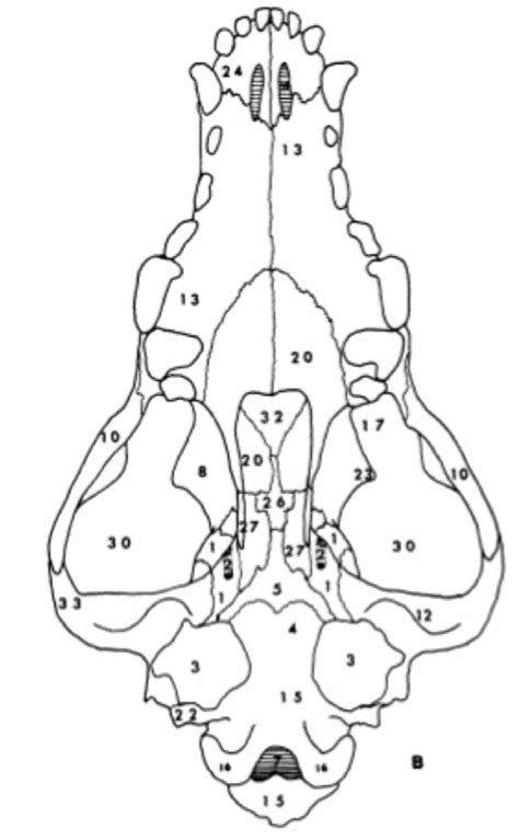 Canine Skull Ventral View Pt 2 Diagram Quizlet