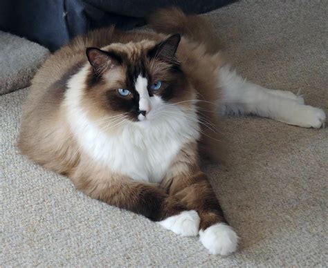Shadow Ragdoll Of The Week A Seal Mitted Ragdoll In New