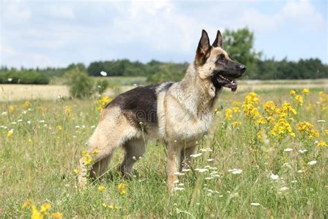 Amazing German Shepherd Standing On Green Field Stock Image Image Of