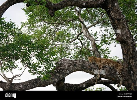 A Female Leopard Lying On A Branch In A Marula Tree Stock Photo Alamy