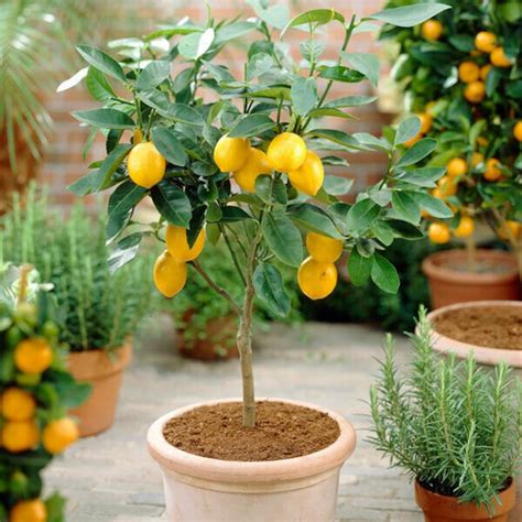5 Citrus Lemon Trees Fresh Live Tree Plants Small Plant House Etsy