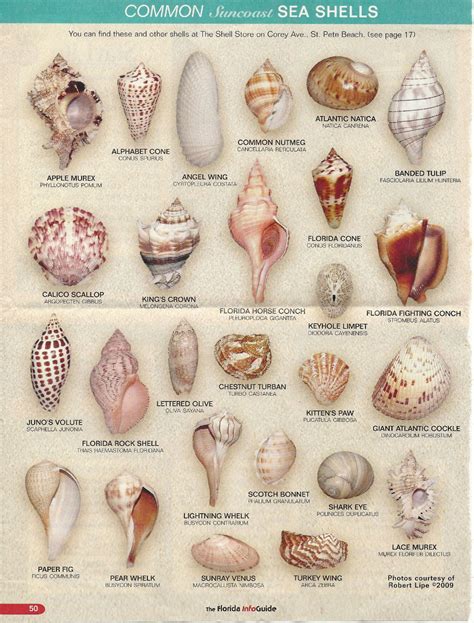 Printable Seashell Identification Chart