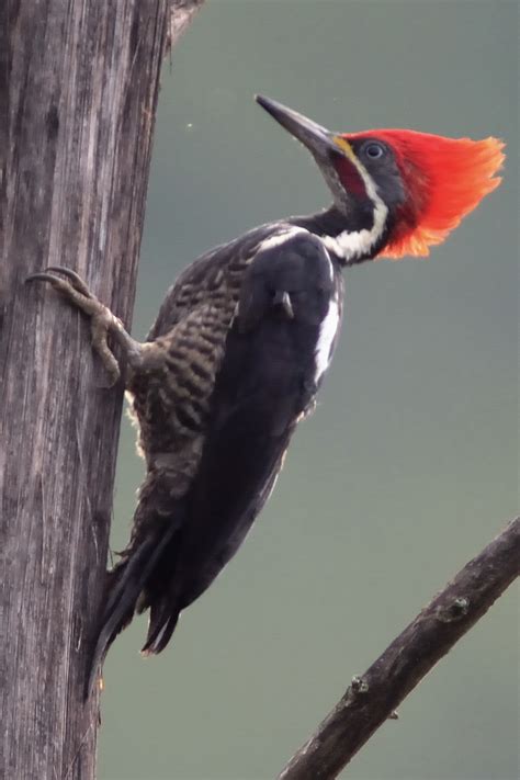 Woodpecker | Rate Every Animal