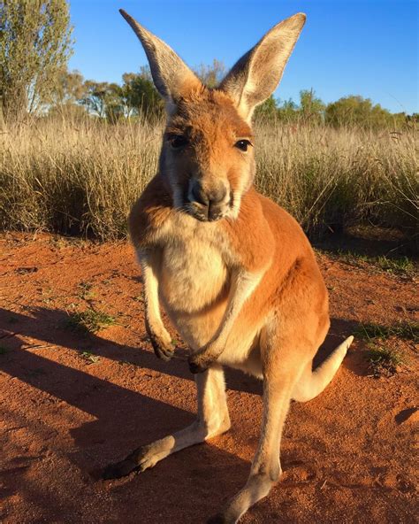 The Kangaroo Sanctuary Alice Springs Little Baby Kangaroo Johanssen Is