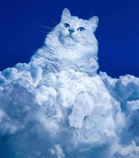 La Foto Di Un Gattino Tra Le Nuvole Diventa Virale Il Mio Gatto è