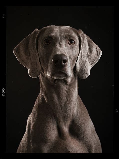 Weimaraner Dog Portraits Phase One Iq 250 On Behance