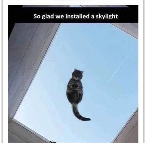 Flying Cat Meme By Schizoidman Memedroid Sexiezpicz Web Porn