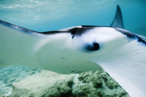 Manta Ray Being Driven To Extinction By Chinese