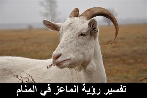 تفسير رويه مراح الابقار الهائجه. المعزة في المنام - كلام حب