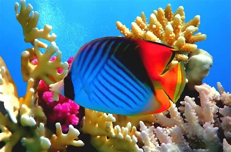 Fotografías Del Fondo Marino Peces De Colores Arrecifes Y Corales En