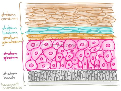 Medicowesome Mnemonic For The Layers Of The Skin Epidermis