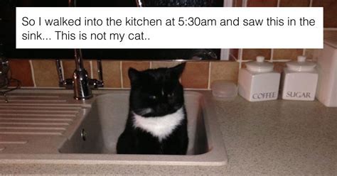 People Share Their I Dont Own A Cat Moments And Theyre Hilarious