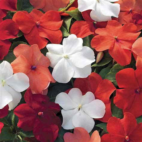 Xtreme Hot Mix Impatiens Seeds Annual Flower Seeds