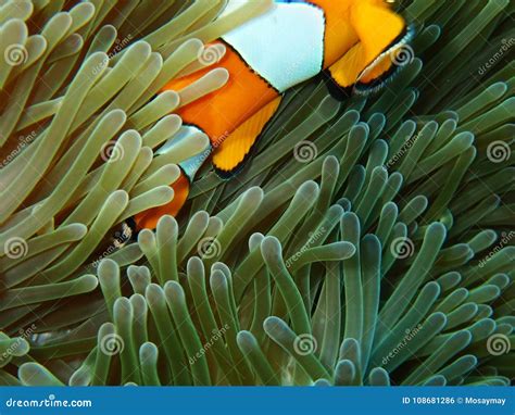 Nemo Fishes With Sea Anemone Under The Sea Stock Photo Image Of Reef
