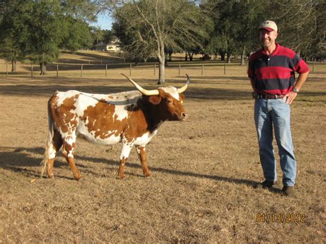 I was not aware until recently that farmers have been breeding mini cows for some time now! Miniature Cows Exist and Here Is the Adorable Proof