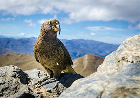 The Best Places To See New Zealand Wildlife Rare Birds And Marine Mammals