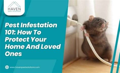 Pest Infestation Guide To Protect Your Home And Loved Ones