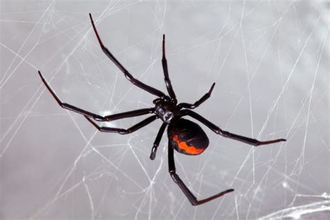 Pest Of The Month Black Widow Spider Extermination Buzz Kill Pest