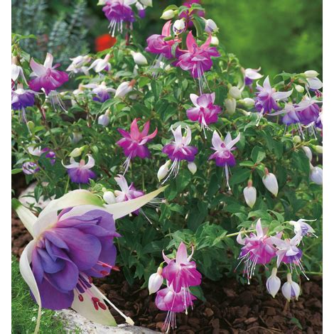 Per ottenere una fioritura scaglionata (per la confezione di bouquet per esempio), scagliona i tuoi periodi di piantatura. Quali fiori piantare a marzo