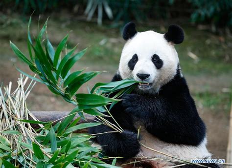 Facial Recognition Used To Identify Giant Pandas Cn