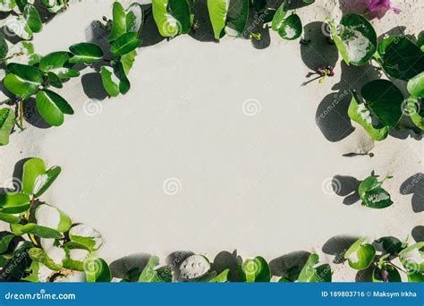 Flat Lay Top View Frame Of Greenery On A White Background