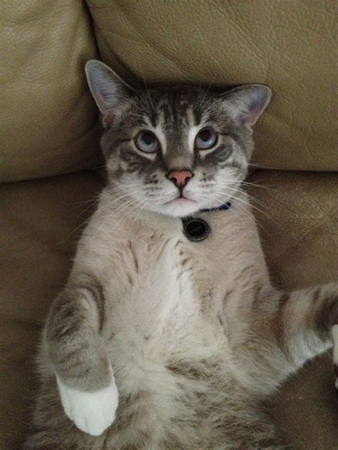 Derp Cats Cats Cats I Love Cats Pinterest