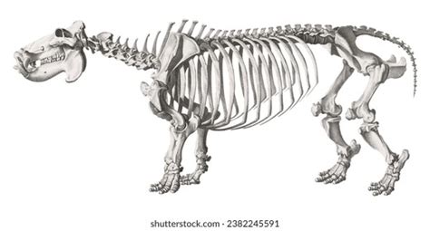 Hippopotamus Skeleton Photos And Images Shutterstock