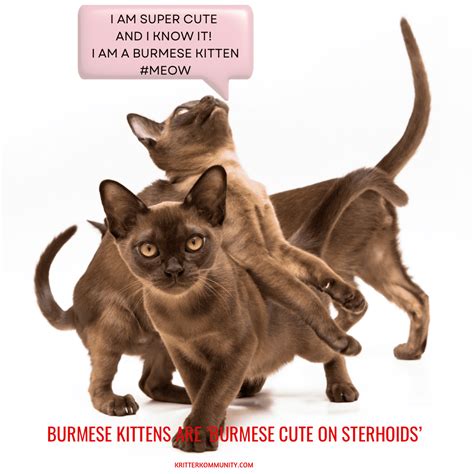 The Kittenish Ways Of Burmese Cats That Make Them Popular Pets 2023